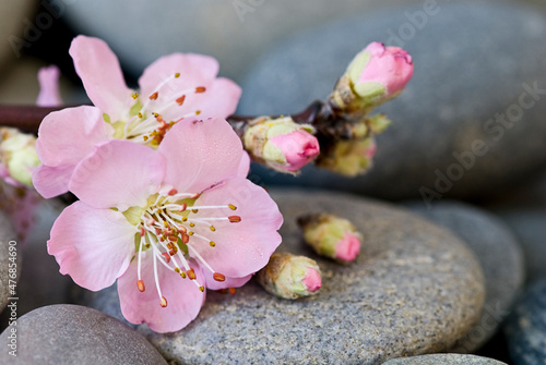 Pastel Pink Peach Blossom On Pebble