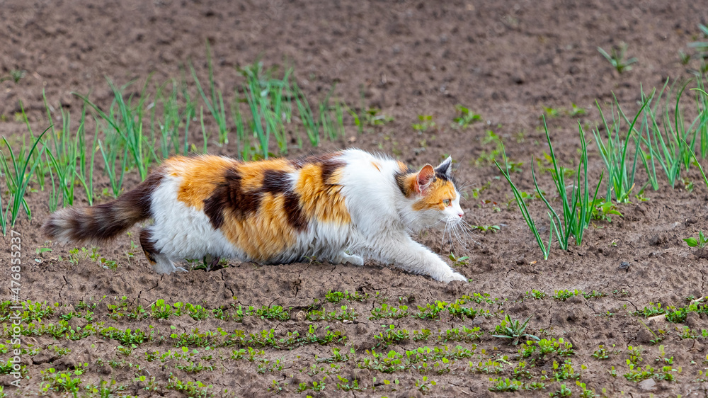 A big cat with white, black and orange fur walks around the garden. Cat on the hunt A big cat with white, black and orange fur walks around the garden. Cat on the hunt