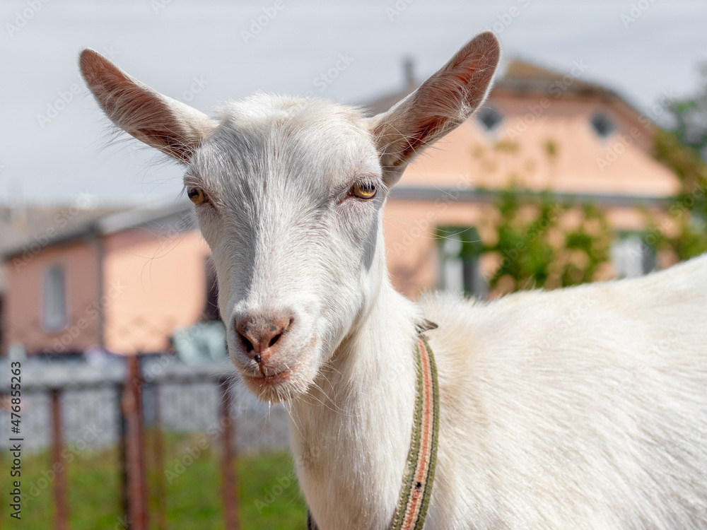 White goat with a leash on a pasture on a farm White goat with a leash on a pasture on a farm