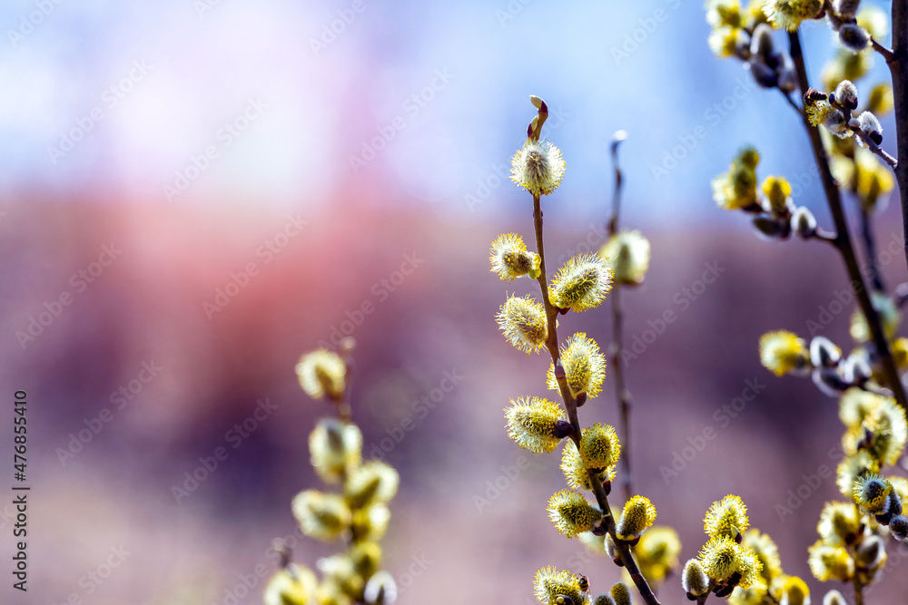 Fototapeta premium Willow branches with fluffy catkins in the woods in sunny weather