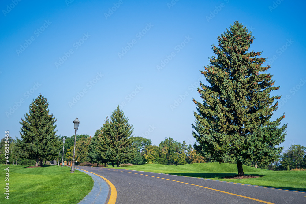 Fototapeta premium Empty curved road,blue sky and green pine tree. Ukraine
