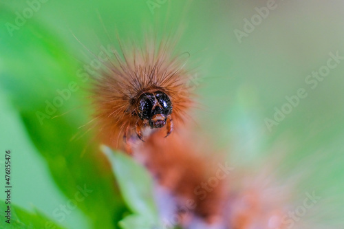 nature macro