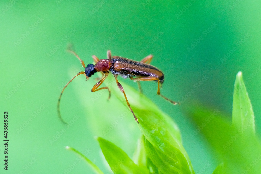 Naklejka premium nature macro