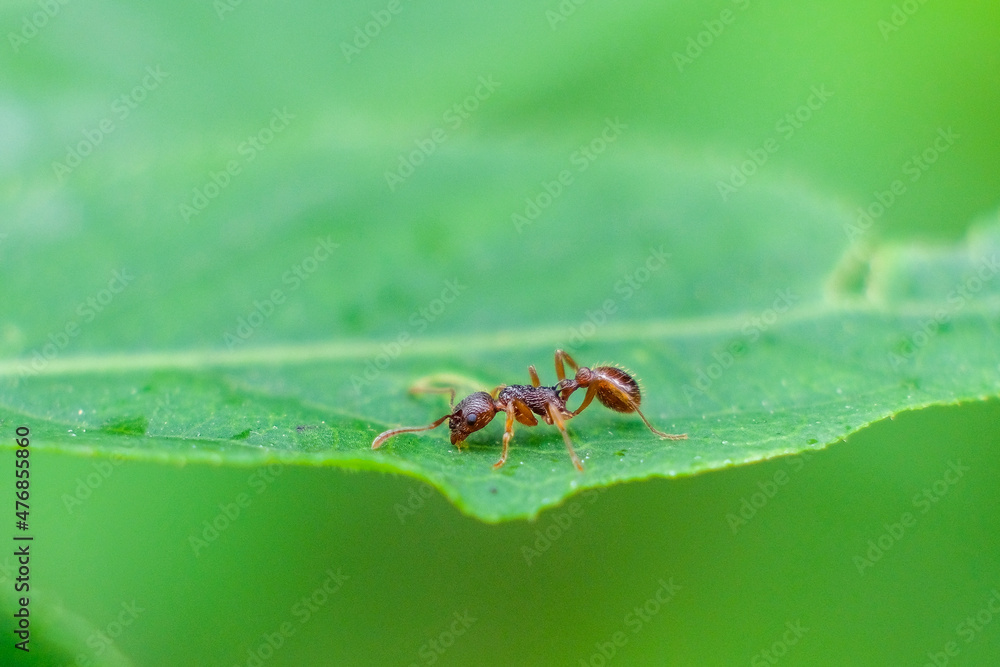 nature macro nature macro