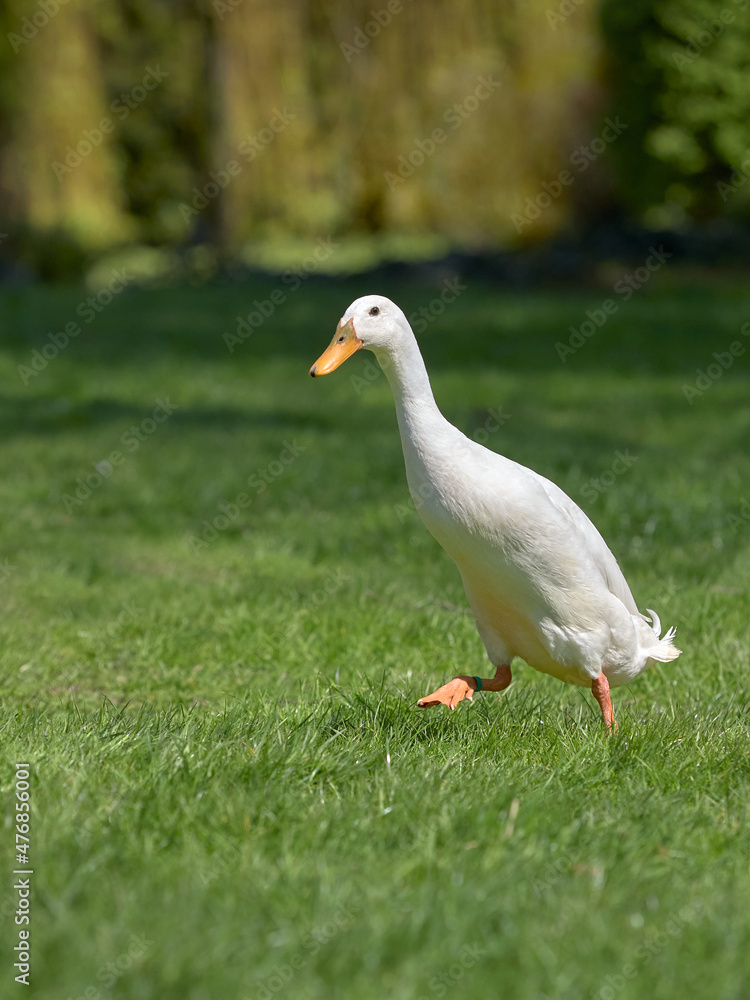 White Indian runner duck free range in garden White Indian runner duck free range in garden