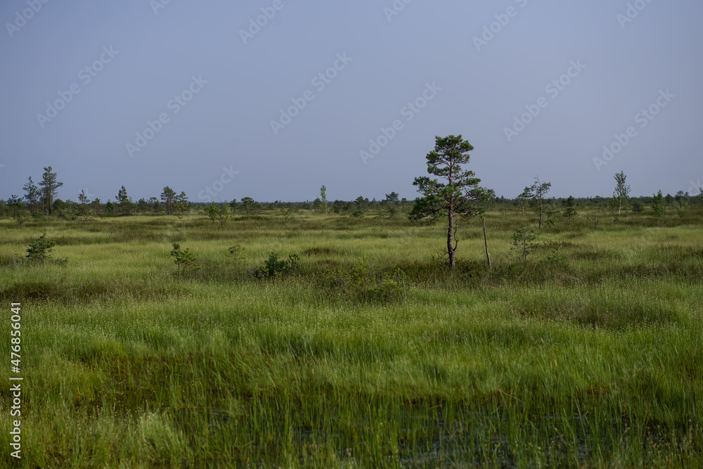 Elninskoe swamp, Belarus. Landscape of the Elninsky Reserve. a picturesque view of the swamp, with its rare plants. A walk along the ecotrail, acquaintance with a new ecosystem. Marsh-lungs of Europe