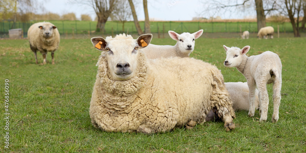 Group of white Flemish sheep ewe with lambs Group of white Flemish sheep ewe with lambs
