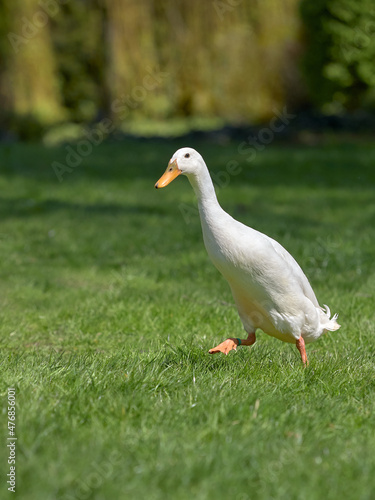 White Indian runner duck free range in garden