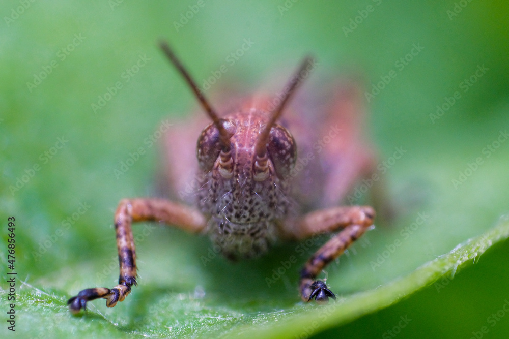 Fototapeta premium nature macro