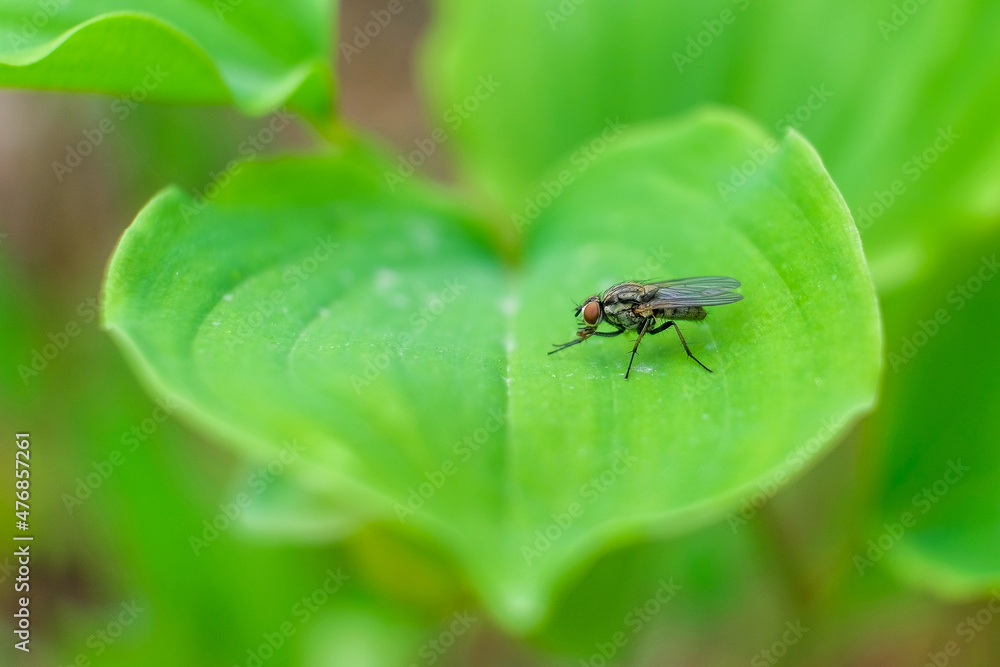 Fototapeta premium nature macro