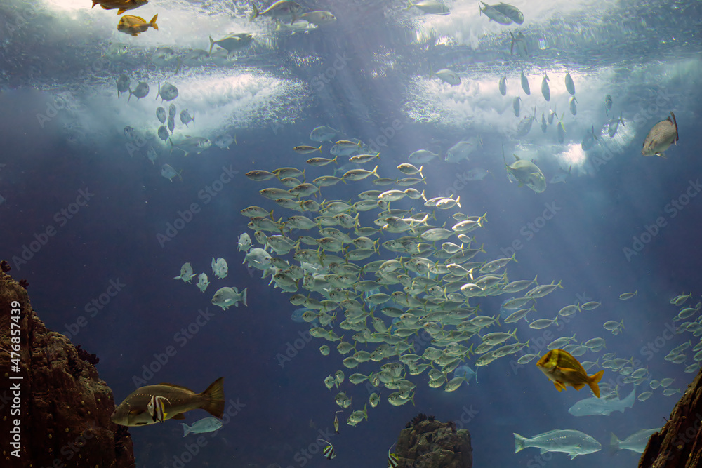Fototapeta premium Salt water shoal of fish