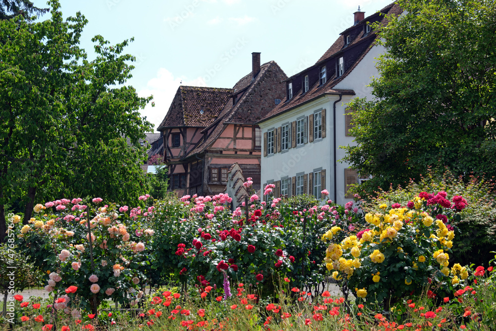 Insel Reichenau, Sommerstimmung