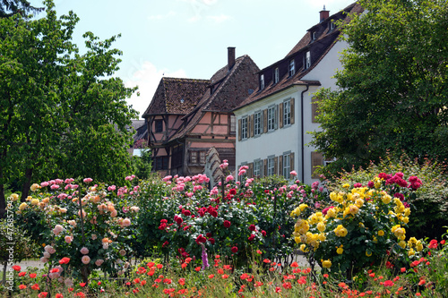 Insel Reichenau, Sommerstimmung