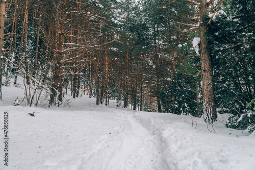 Bosque en invierno con  nieve  con caminito de senderism photo