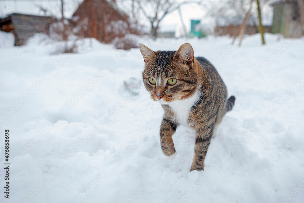 A cat is playing in the snow.
