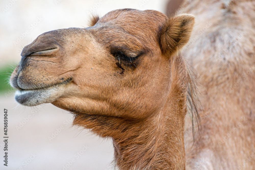 Fototapeta premium Funny Arabian camel face