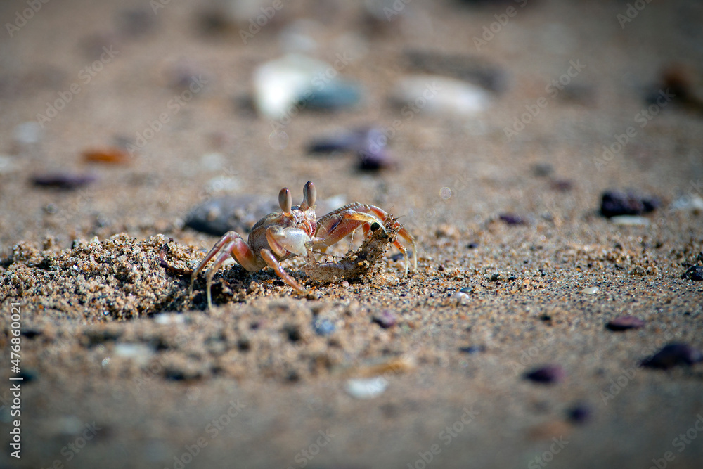 Sand bubbler crabs (or sand-bubblers) are crabs genera Scopimera and Dotilla in the family Dotillidae.
