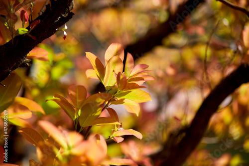 orange leaves in the early spring 