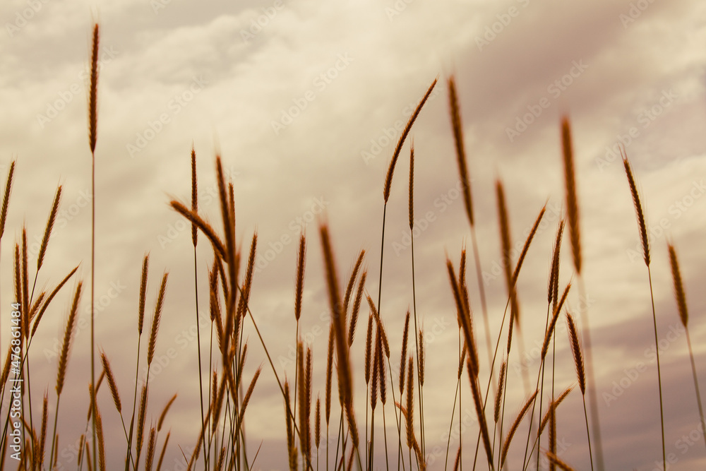 reeds in the sunset reeds in the sunset