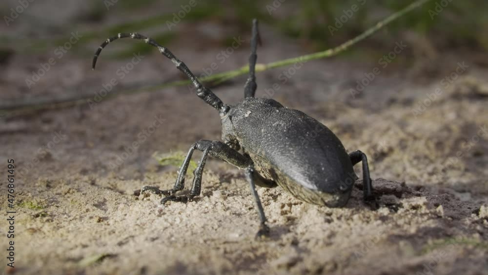 Beetle weaver barbel, Lamia textor, macro Beetle weaver barbel, Lamia textor, macro