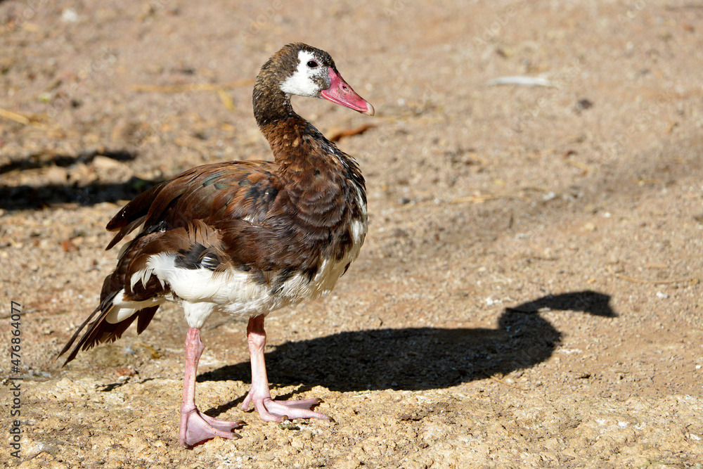 Spur-winged goose (Plectropterus gambensis) standing on ground and seen from profile Spur-winged goose (Plectropterus gambensis) standing on ground and seen from profile