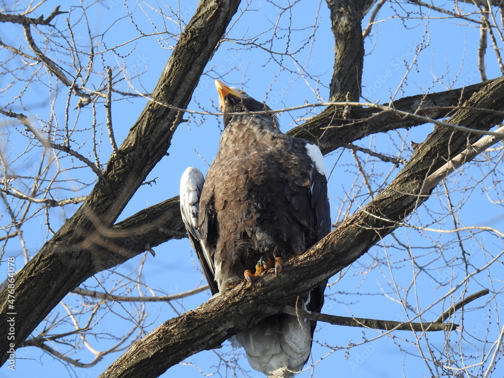 sea eagle on branch sea eagle on branch