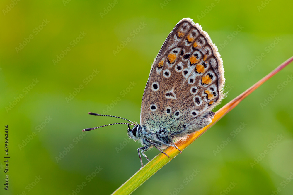Butterflies Of The Central Part Of Russia.Morning awakening.
Butterflies Of The Central Part Of Russia.Morning awakening.