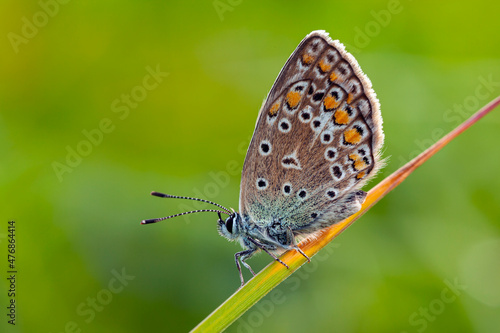 Wallpaper Mural Butterflies Of The Central Part Of Russia.Morning awakening.	
 Torontodigital.ca