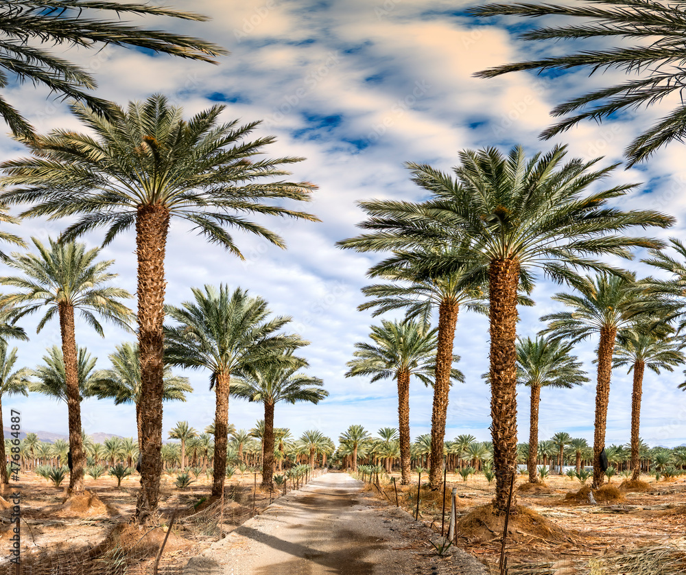 Gravel road among date palm plantations, agriculture industry of the desert and arid areas of the Middle East