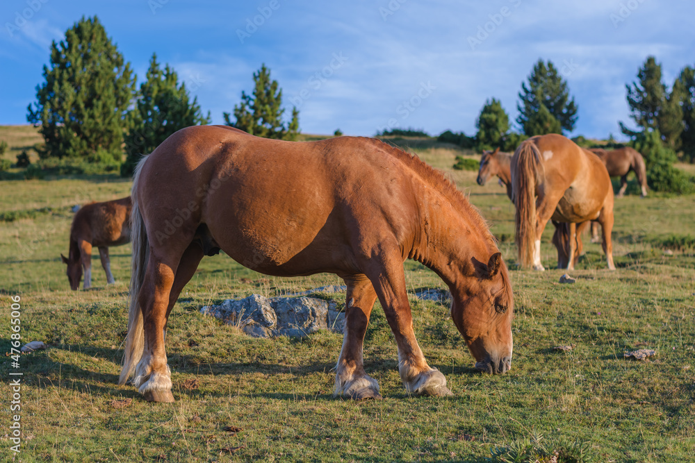 Herd of horses grazing in the mountains.