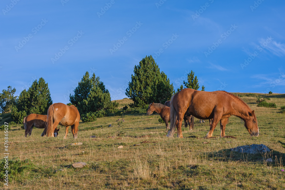 Beautiful horses in the morning mountains. Beautiful horses in the morning mountains.