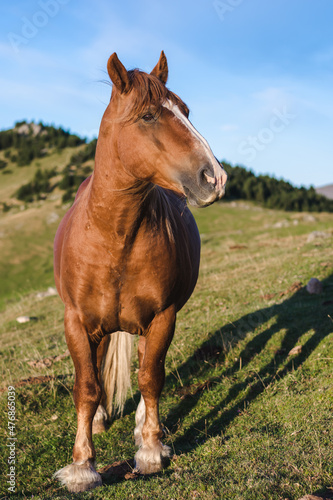 Brown horse in the mountains.