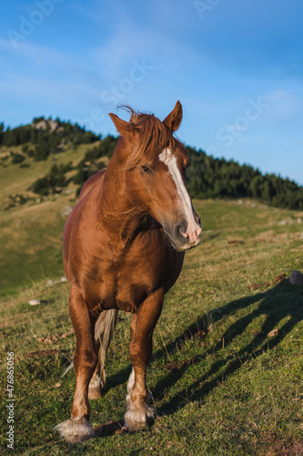 Brown horse in a meadow © zkcristian