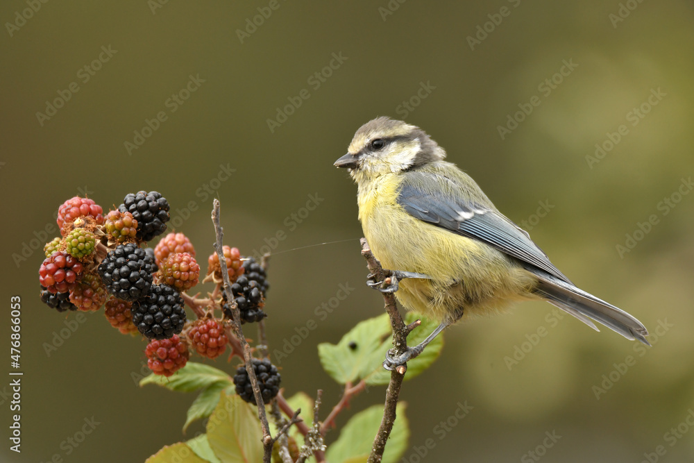 Obraz premium Herrerillo en el campo