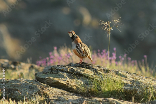Perdices en el campo en primavera