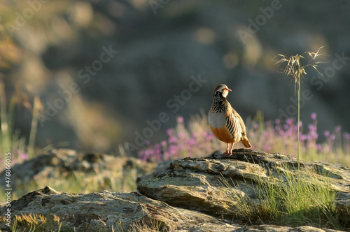 Perdices en el campo en primavera