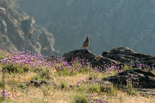 Perdices en el campo en primavera
