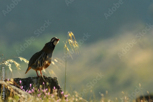 Perdices en el campo en primavera