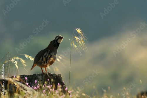 Perdices en el campo en primavera