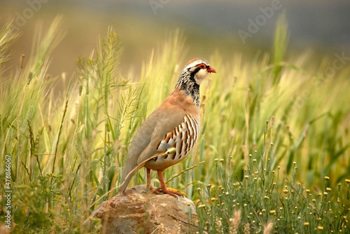 Perdices en el campo en primavera