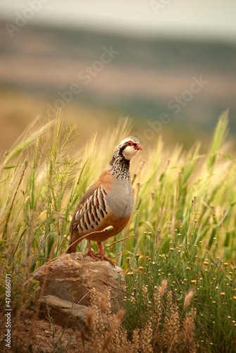 Perdices en el campo en primavera