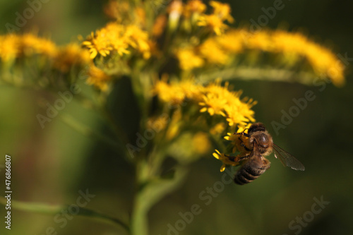 European honey bee ( apis mellifera ) collecting nectar and pollen on a Giant goldenrod flower ( Solidago gigantea ) with yellow blossoms photo