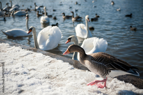 A flock of swans and ducks resting on a brook from castle Nymphenburg in Munich Bavaria