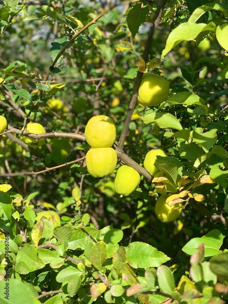 Quince fruits on a bush