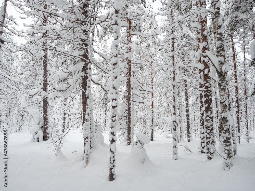 Trees in the forest covered with a thick layer of fresh snow after a snowfall. Forest in the snow in Karelia, northwest of Russia.