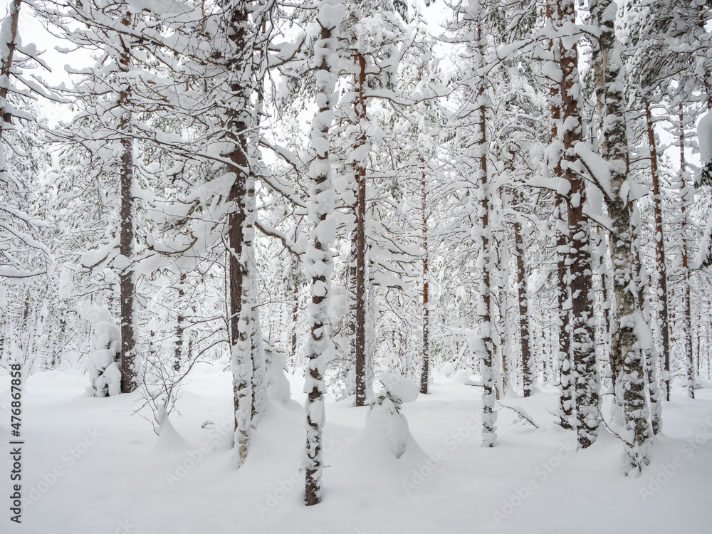 Trees in the forest covered with a thick layer of fresh snow after a snowfall. Forest in the snow in Karelia, northwest of Russia. Trees in the forest covered with a thick layer of fresh snow after a snowfall. Forest in the snow in Karelia, northwest of Russia.