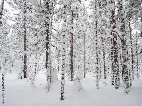 Trees in the forest covered with a thick layer of fresh snow after a snowfall. Forest in the snow in Karelia, northwest of Russia.