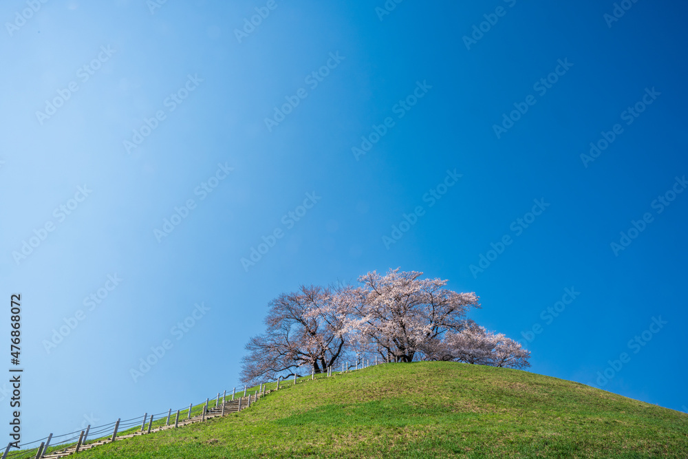 埼玉県さきたま古墳の桜