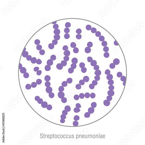 Streptococcus pneumoniae, pathogenic bacteria. Bacterial microorganism. Microbiology, infographic photo