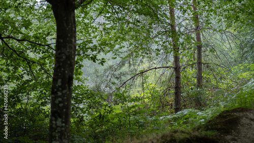 Forest under the rain
